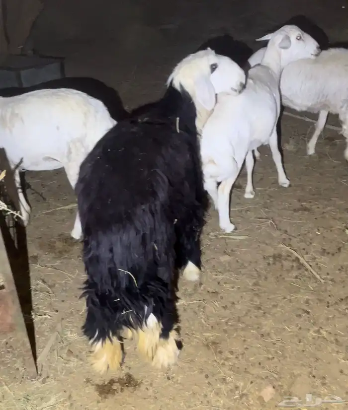 نجديه جذعه صنف 2