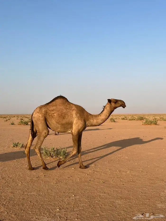 بكره صفرا كفو 0