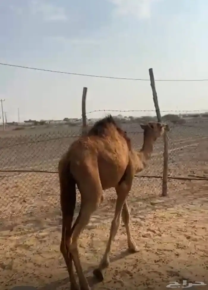 حاشي 1