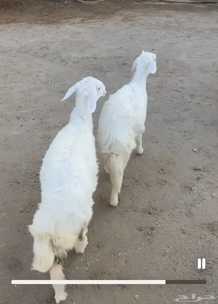 رخال للبيع 0