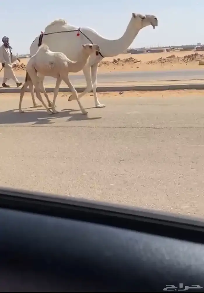 وضحا باتليه 0