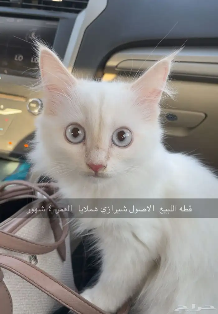 قطط للبيع العمر 4 شهور 0