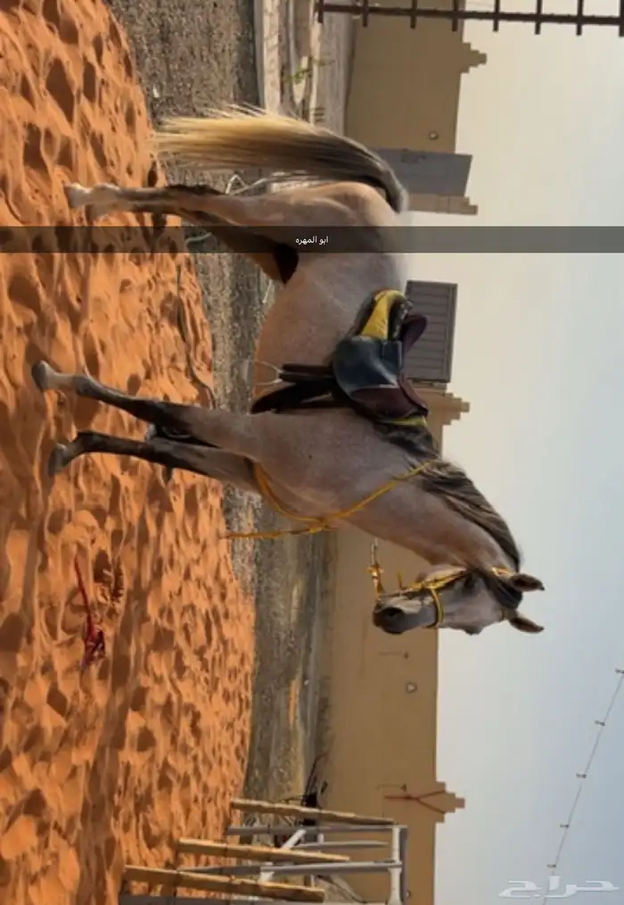 للبيع مهره واهو 5