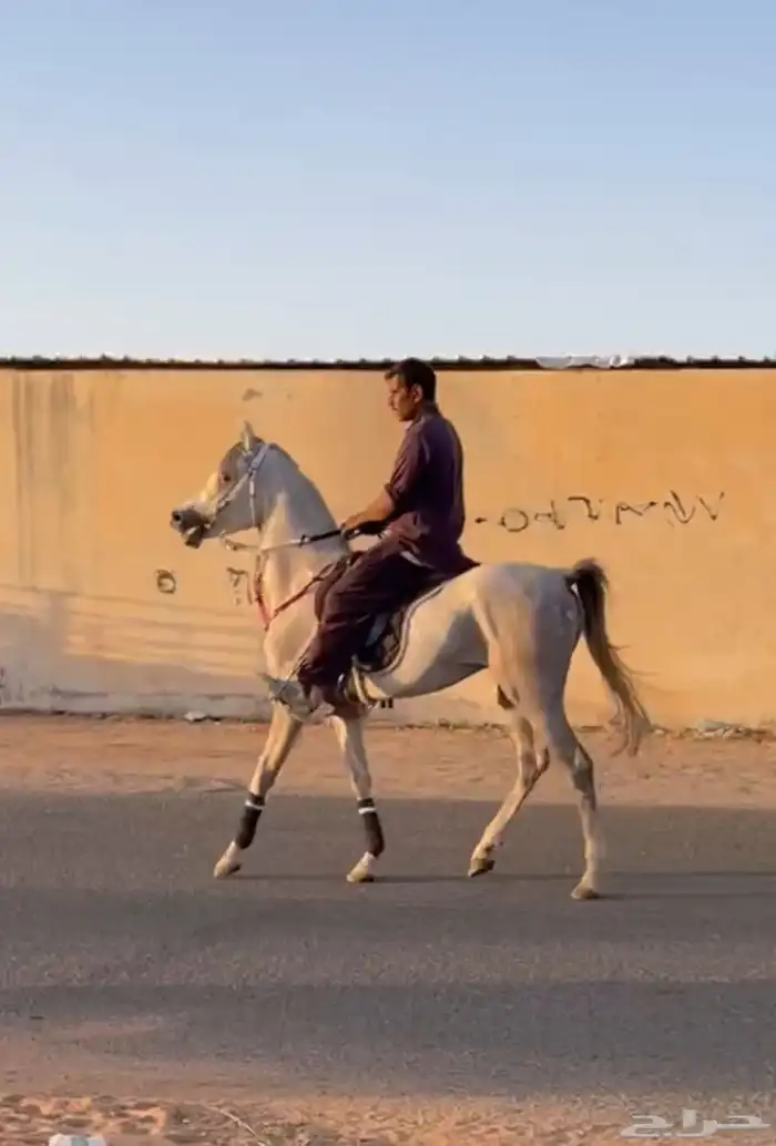 حصان واهو شيخ 0