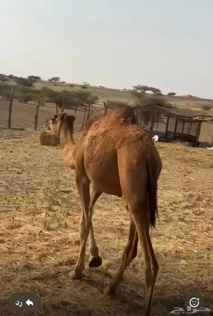 حاشي 0