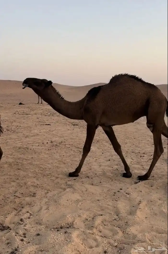 قعود فحل 0