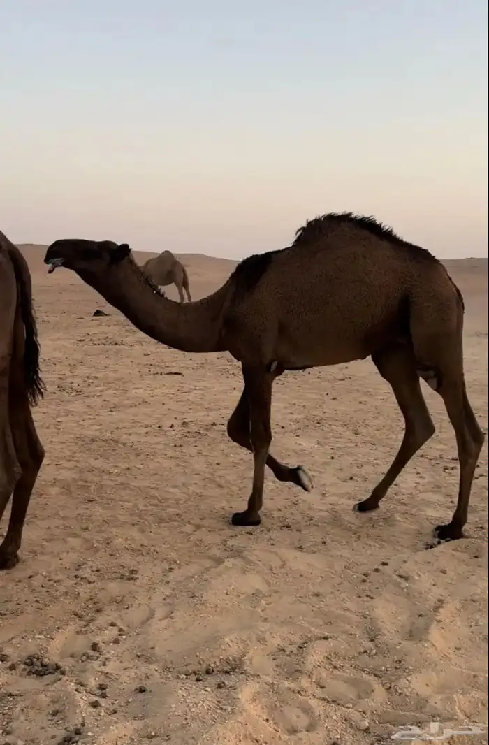 قعود فحل 1
