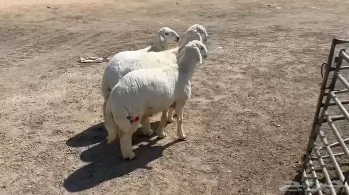 طليان حري 1