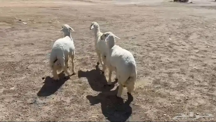 طليان حري 0