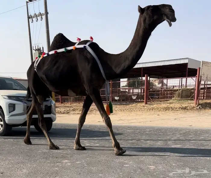 باكستانيه عشراء ضروبه 0