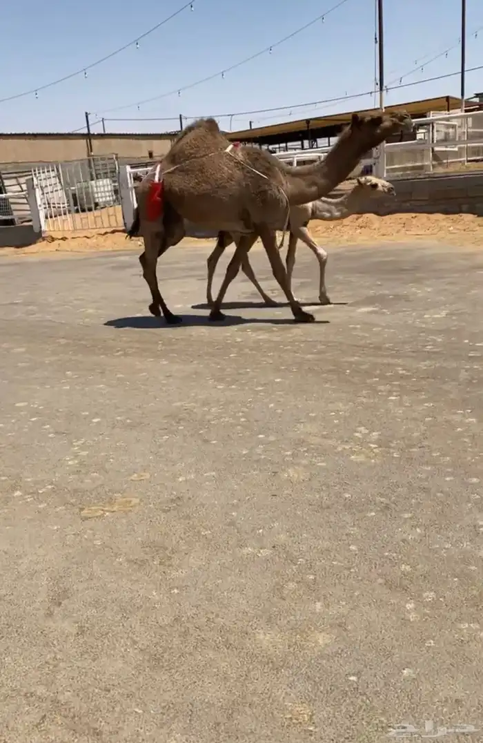 للبيع الخلفه 2