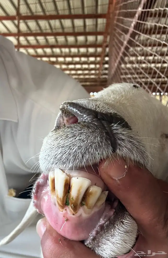 حريه معها رخل 1