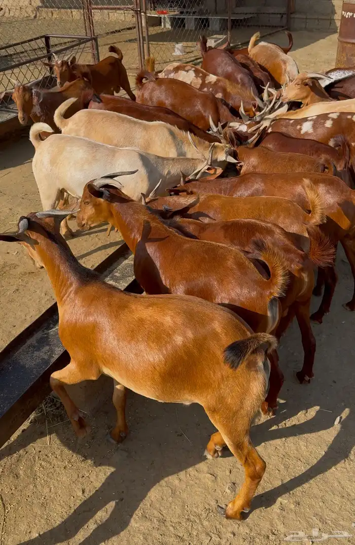 تيوس دهم محايل عسير 0