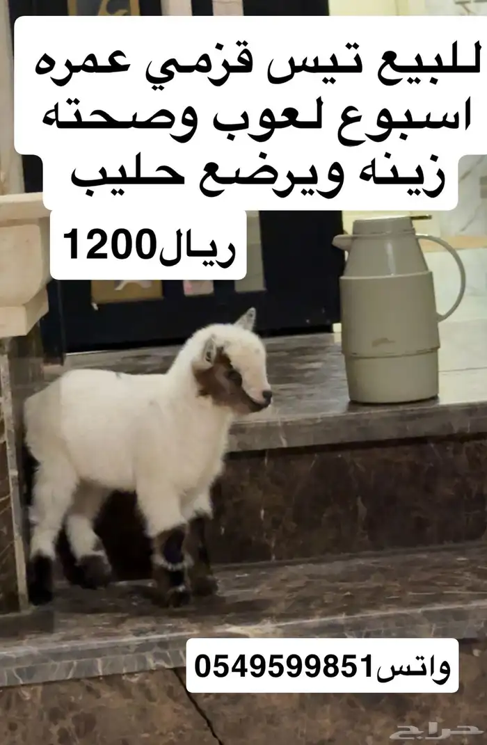 تيس قزمي 0