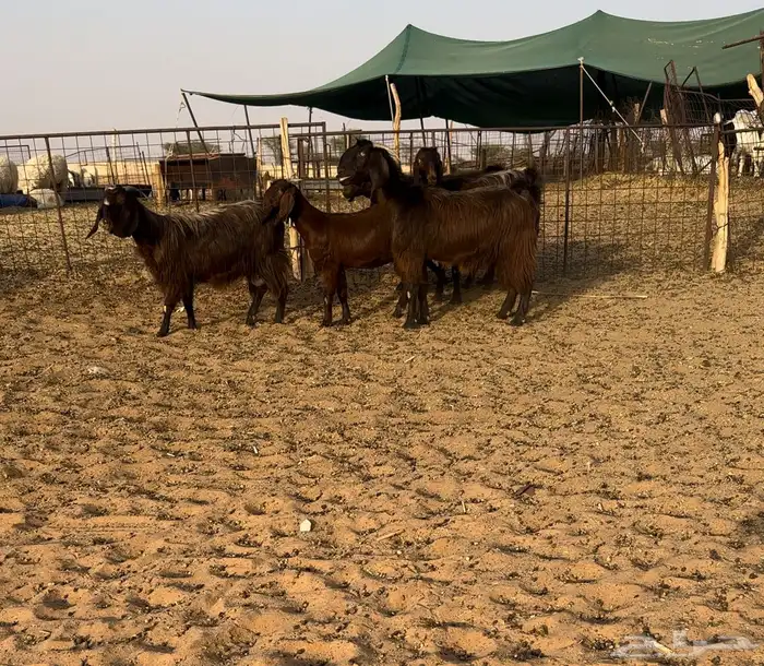 ماعز قبرصيات اصل 0