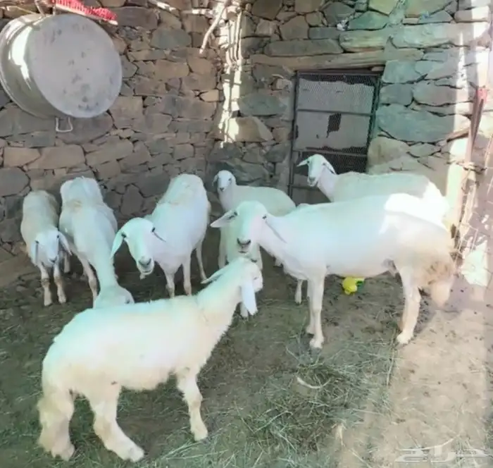 ضان حريه للبيع 0