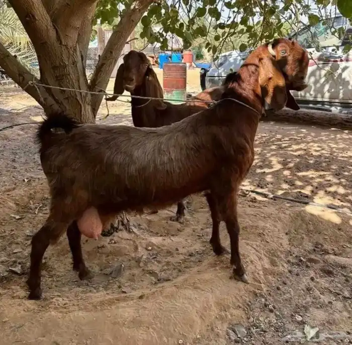 جفره شاميه نادره وطيبه 2