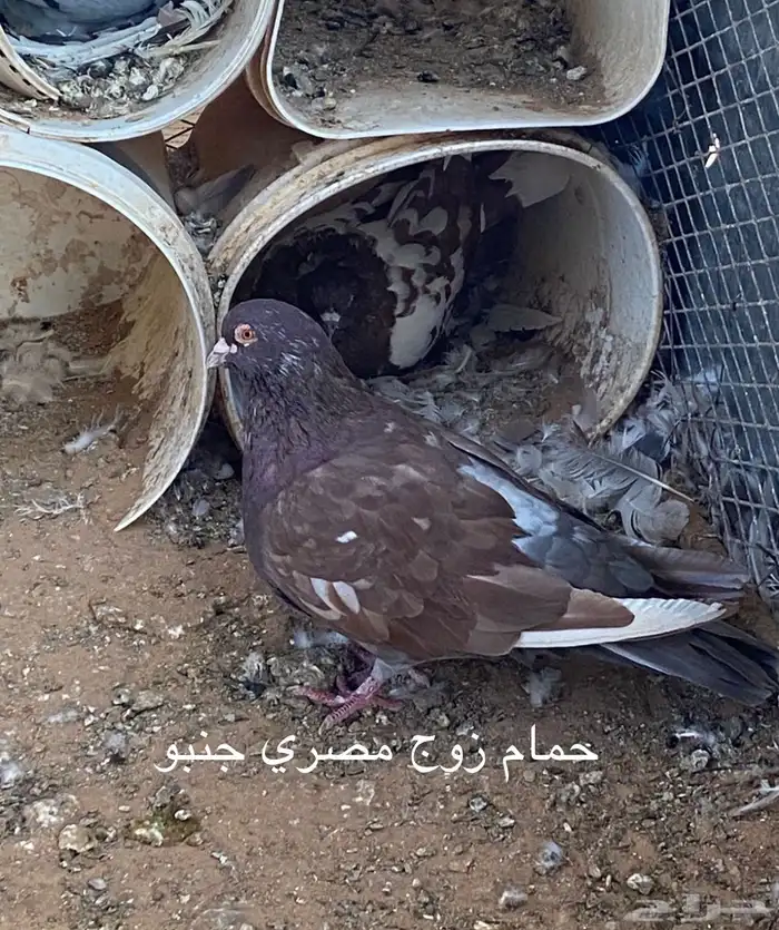 باقي الحمام مصري مهجين مع فرنيس 0