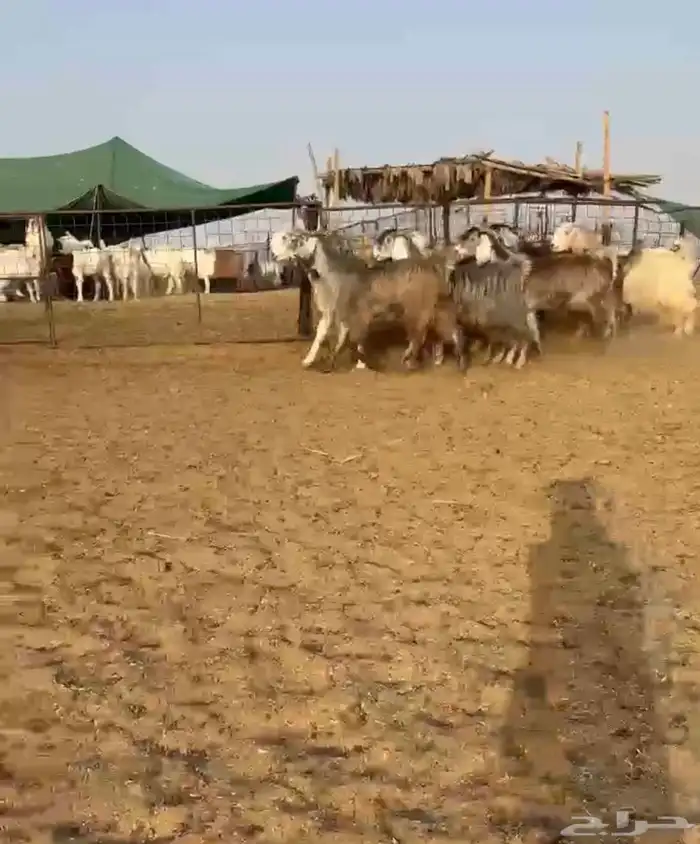 ماعز مصريات شهب 0