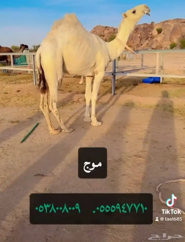 فحول للبيع جمال ونياق خلفات 0