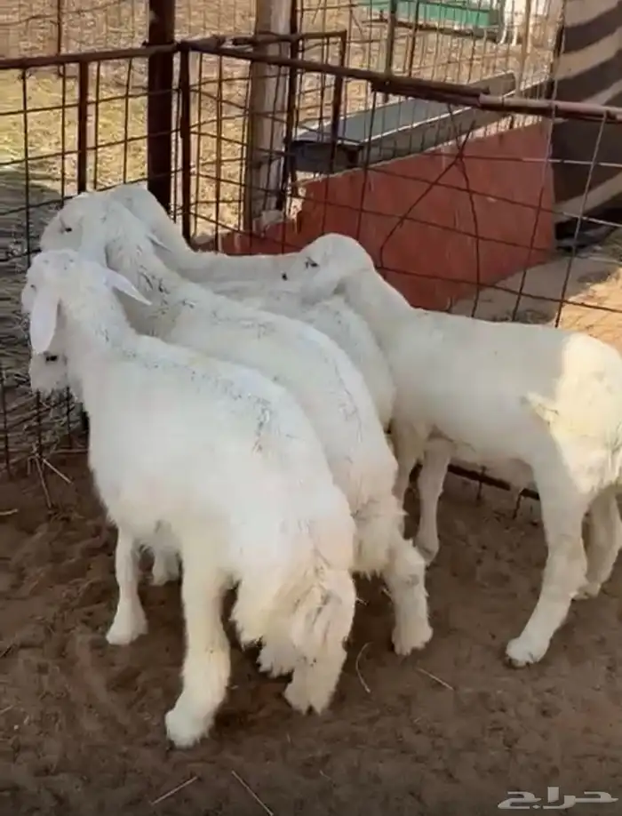 ثنيه وخروف نعيمي وبهم حري طيب 3
