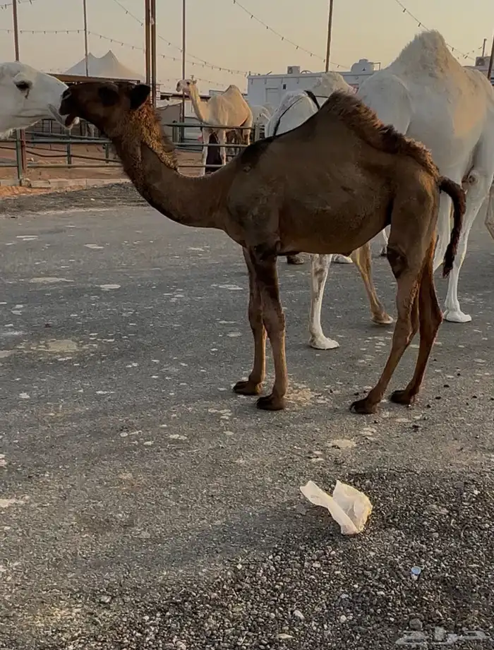 حواره دبيانيه 0