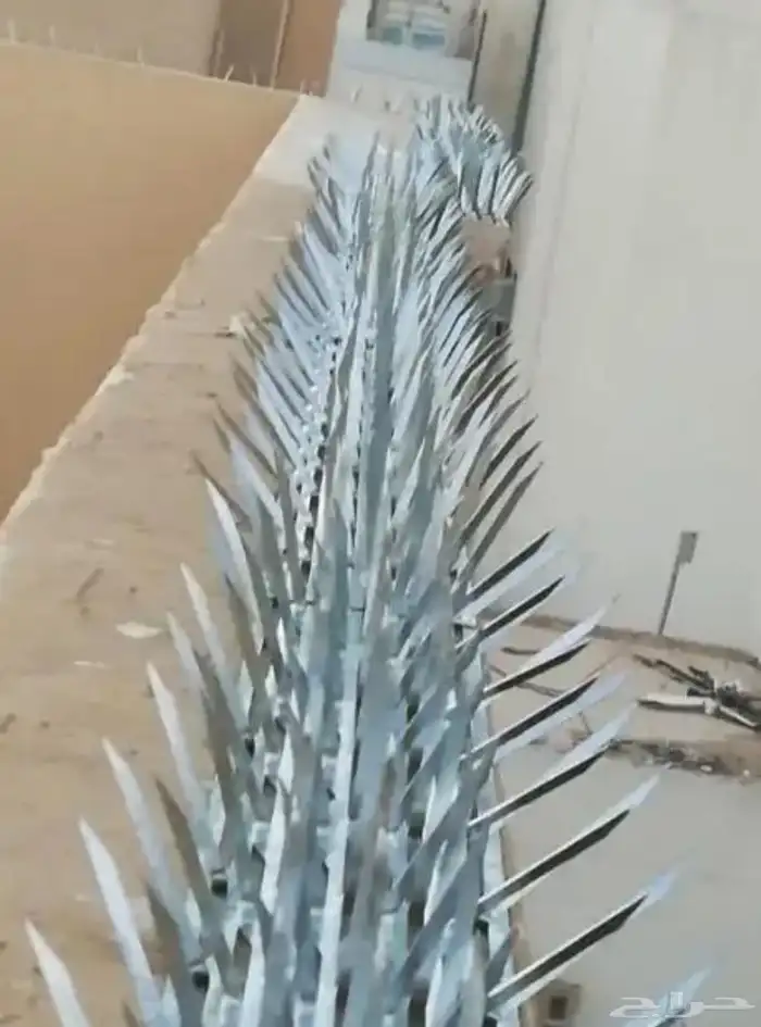 يطرد حمام او عصافير 0