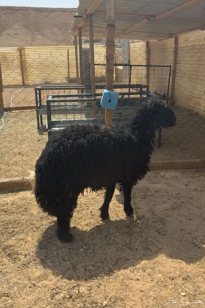 طلي مهجن فاخر 1