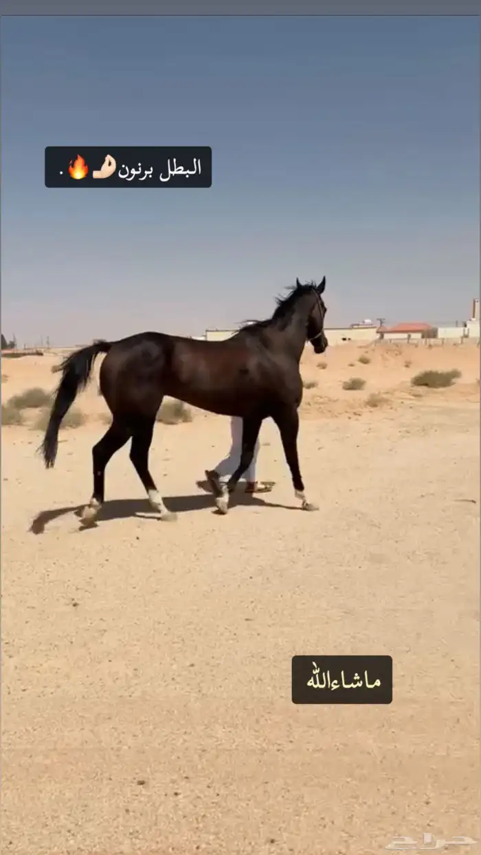 حصان انجليزي سباق بدون ورق العمر 5 الطول 8بلكات السلامه شرط 1