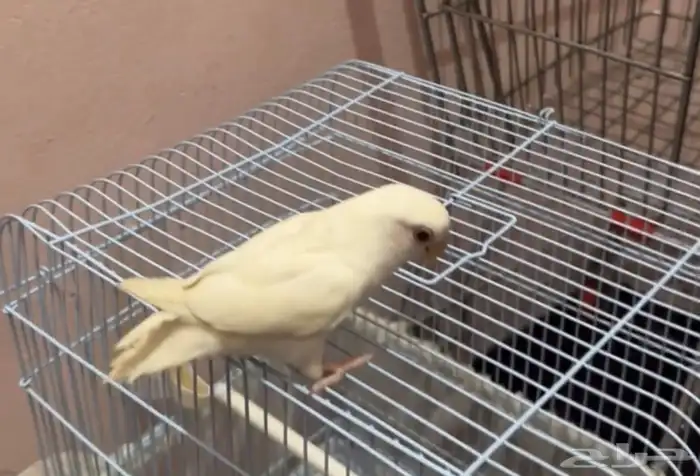 طير روز مفطوم اليف 0