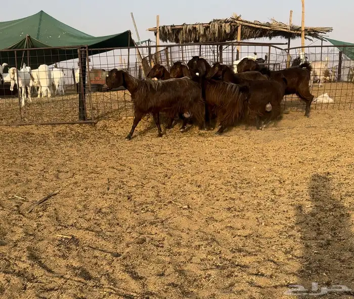 ماعز قبرصيات اصل 1