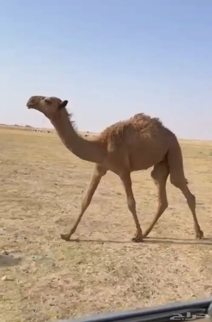 العشرا ام البكره الكفو 3