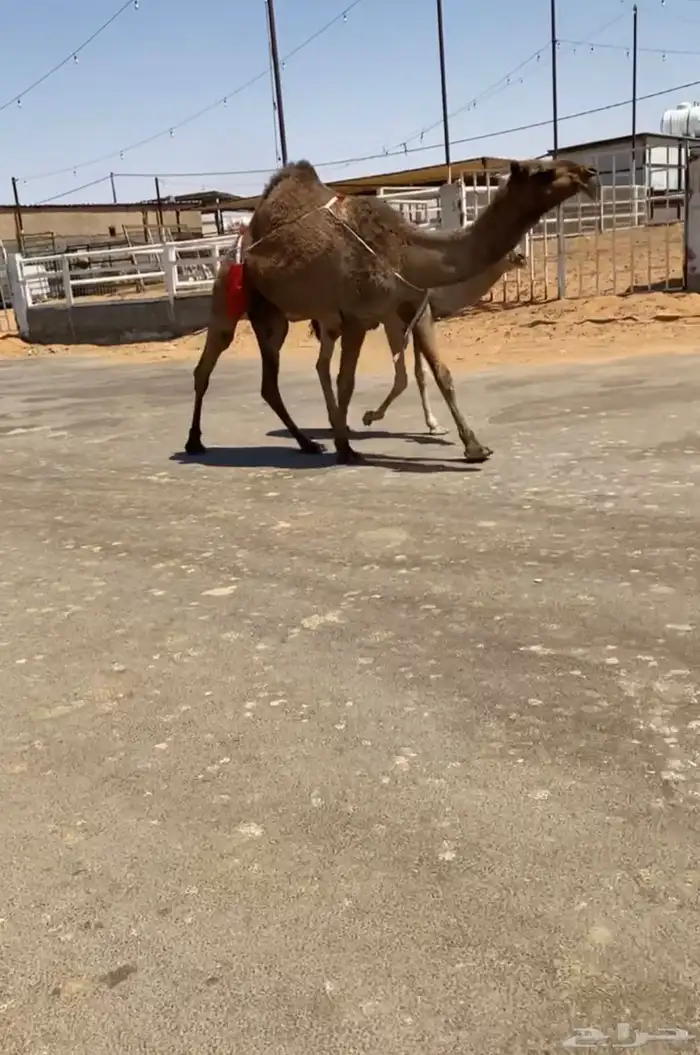 للبيع الخلفه 1