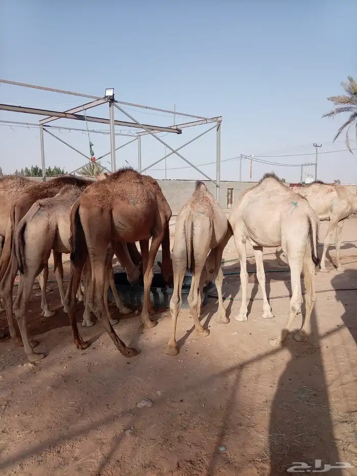 لتجار الجملة فقط.. وفر واشتري الأفضل 1