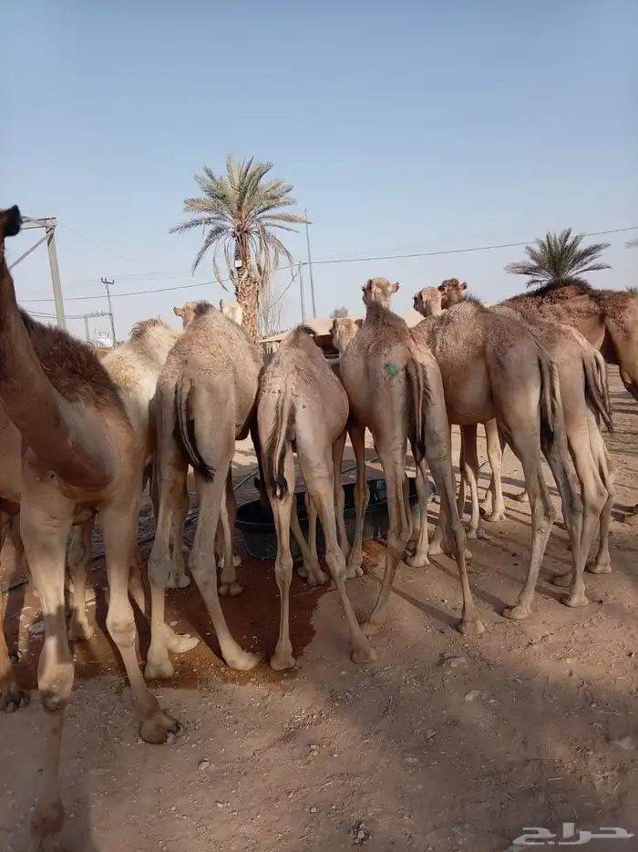 لتجار الجملة فقط.. وفر واشتري الأفضل 4