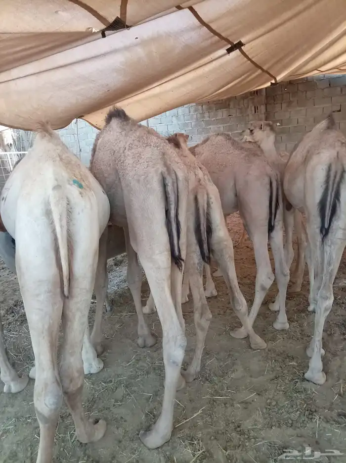 لتجار الجملة فقط.. وفر واشتري الأفضل 3