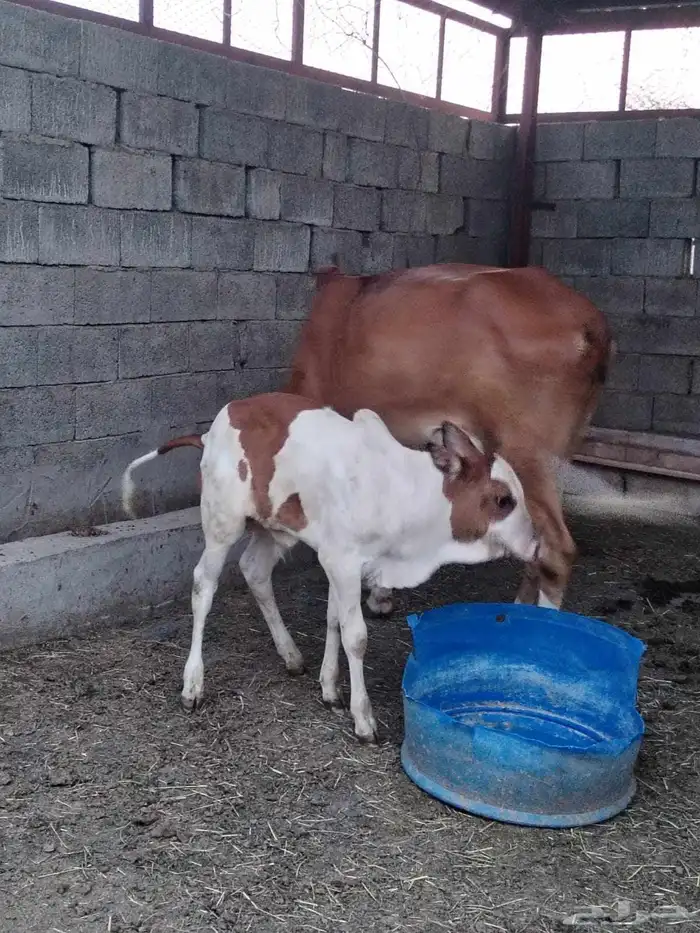 بقر مناتيج واحده تحتها ذكر واحده تحتها انثى 3