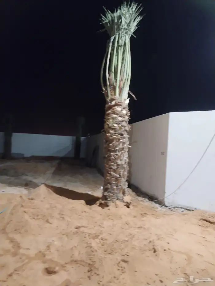 نخل عريي نخيل مثمر نخل زينه واشنطني خلاص برحي سكري شيشي هلال 6