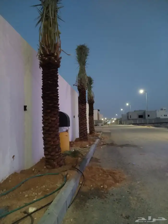 نخل عريي نخيل مثمر نخل زينه واشنطني خلاص برحي سكري شيشي هلال 4