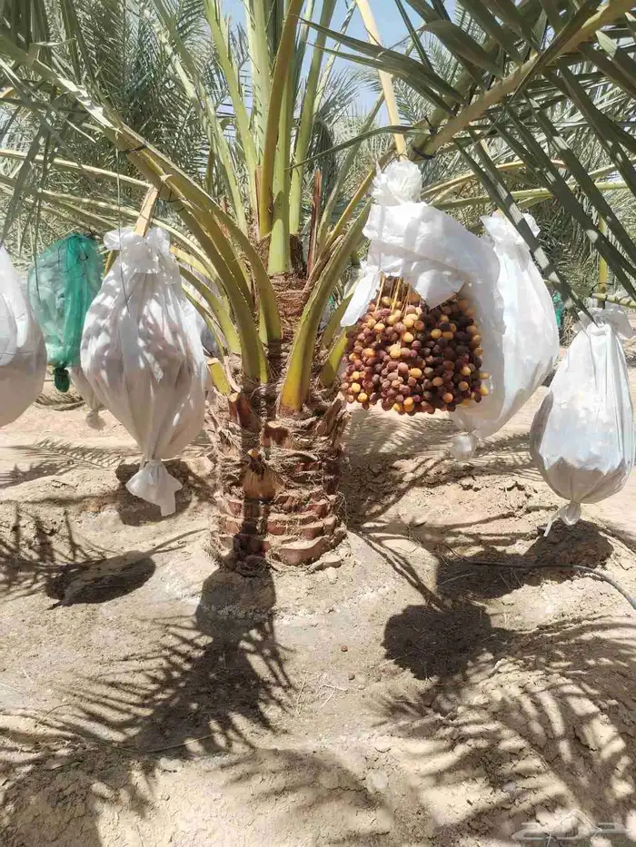 نخل عريي نخيل مثمر نخل زينه واشنطني خلاص برحي سكري شيشي هلال 0