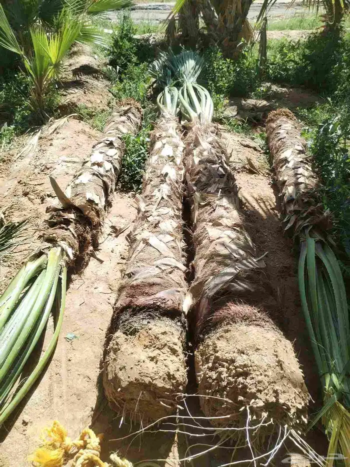 نخل عريي نخيل مثمر نخل زينه واشنطني خلاص برحي سكري شيشي هلال 2