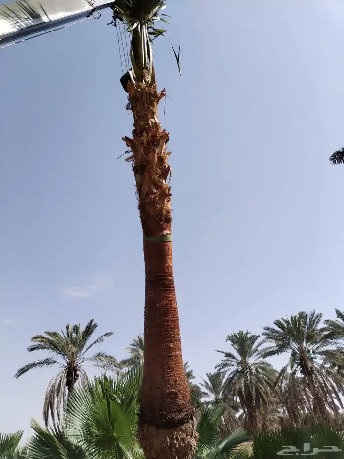نخل عريي نخيل مثمر نخل زينه واشنطني خلاص برحي سكري شيشي هلال 5