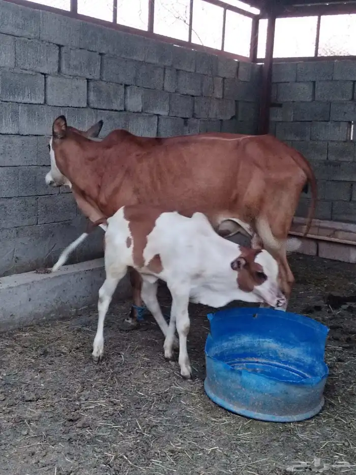 بقر مناتيج واحده تحتها ذكر واحده تحتها انثى 2