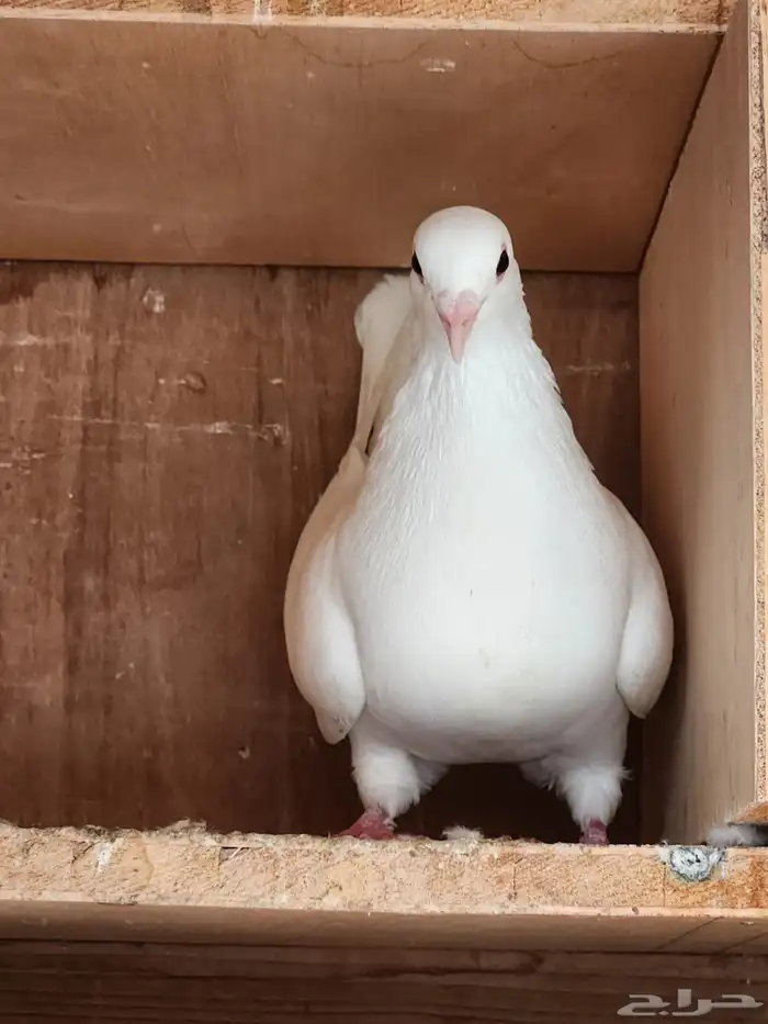حمام مشكل 1