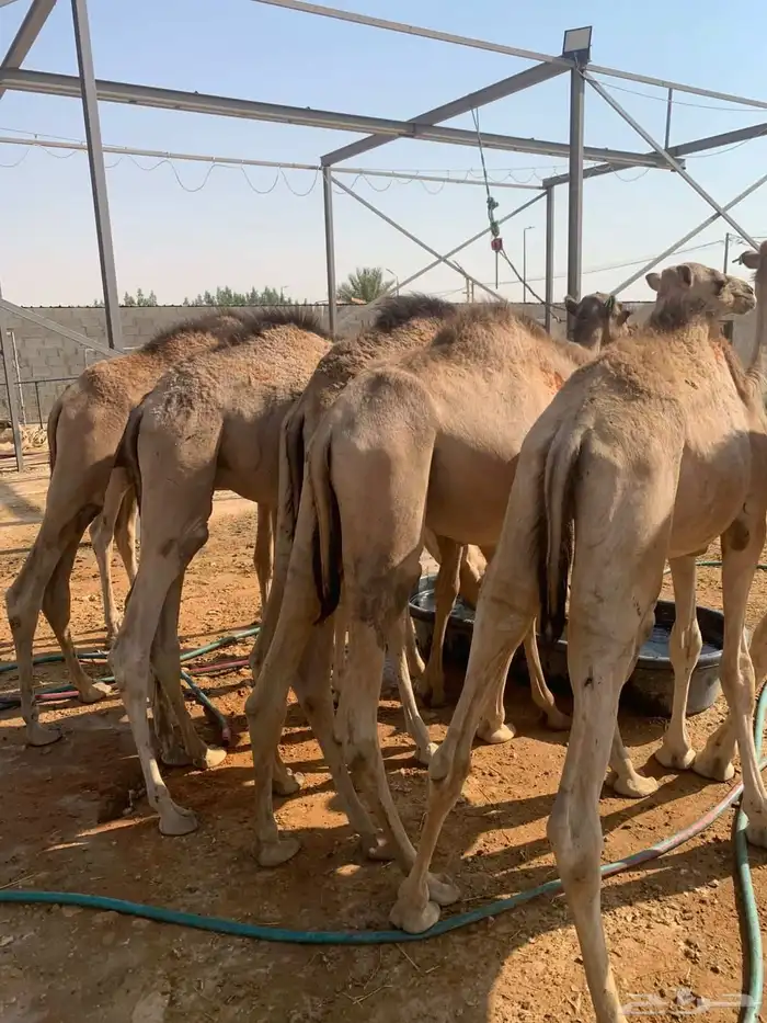 لأصحاب الملاحم والتجار قعدان صومالية تربية نظيفة وجودة 0