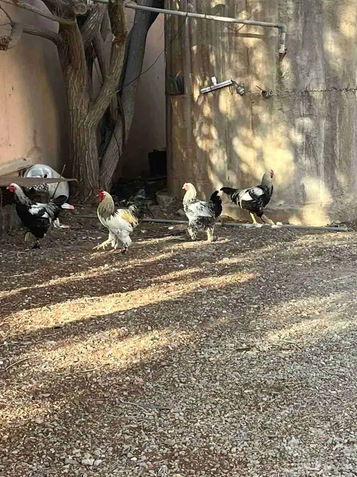 ديوك براهما 0