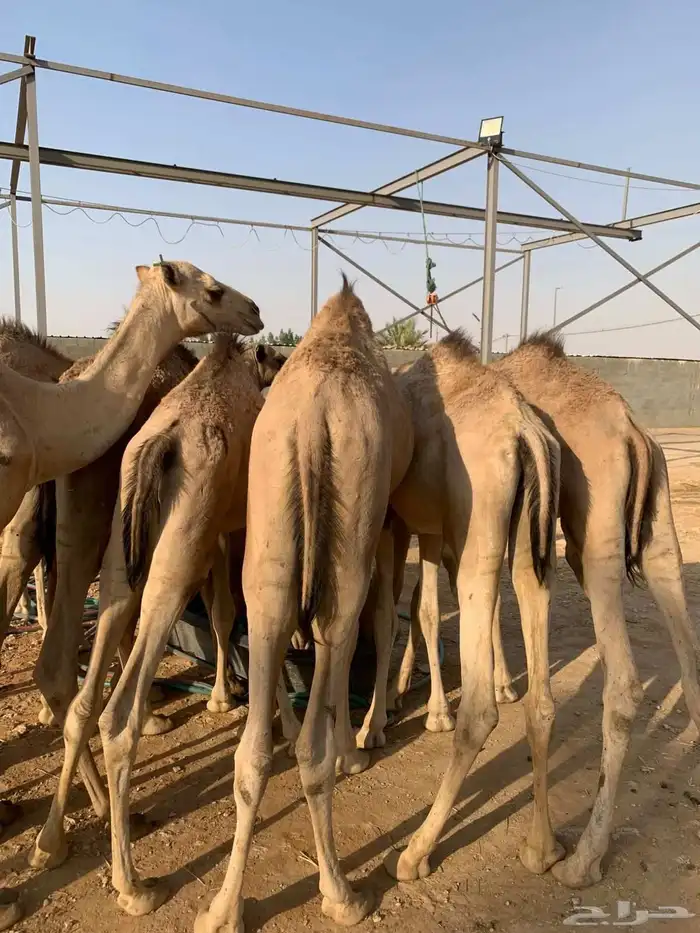 لأصحاب الملاحم والتجار قعدان صومالية تربية نظيفة وجودة 1