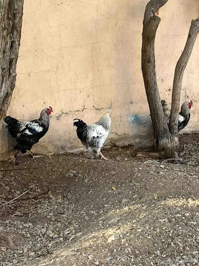 ديوك براهما 2