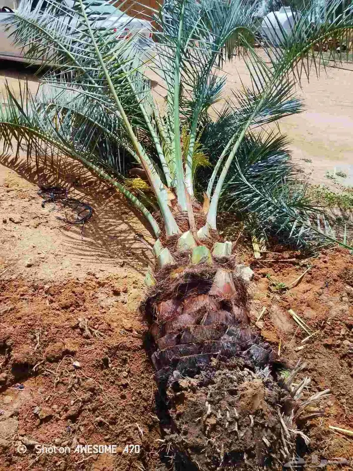 سلام عليكم زبائن الكرام يوجد لدينا نخل طيب وسعر مناسب 4