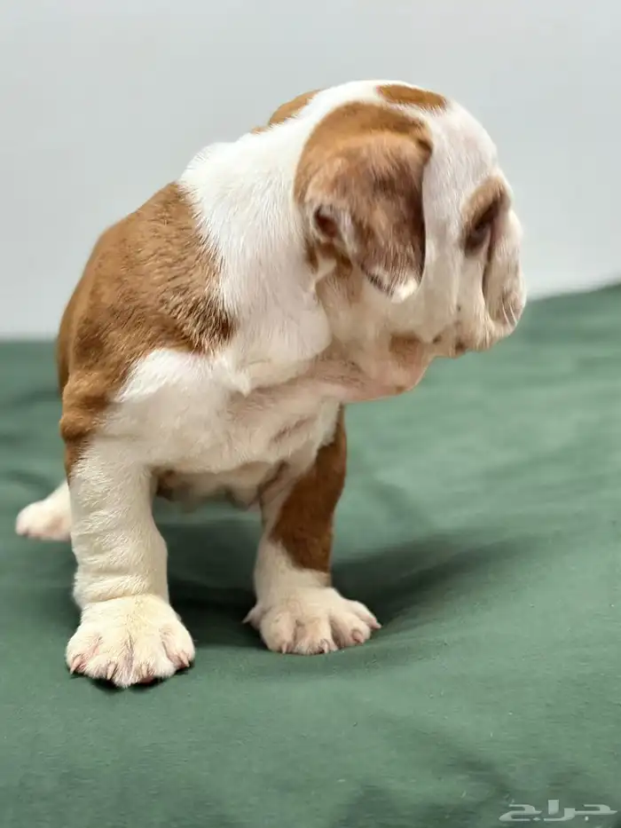 british bulldog بريتيش بولدوج جراوي 4